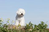 BICHON FRISE 253